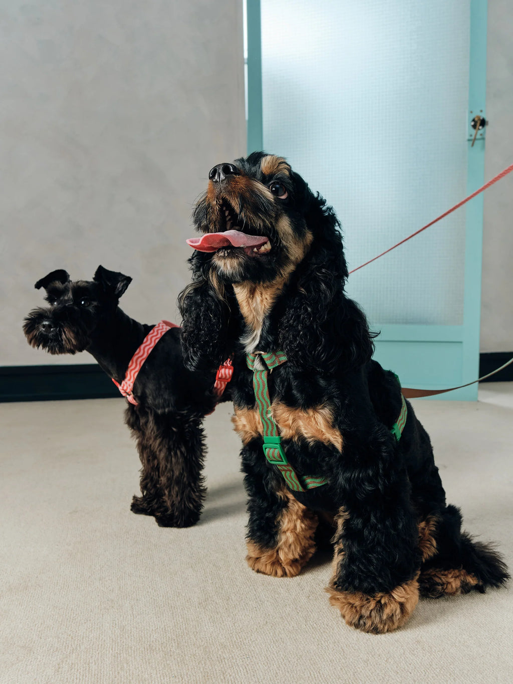 “The Laguna Wave” Leash