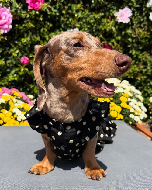 Gigi Black + Ivory Polka Dot Dress