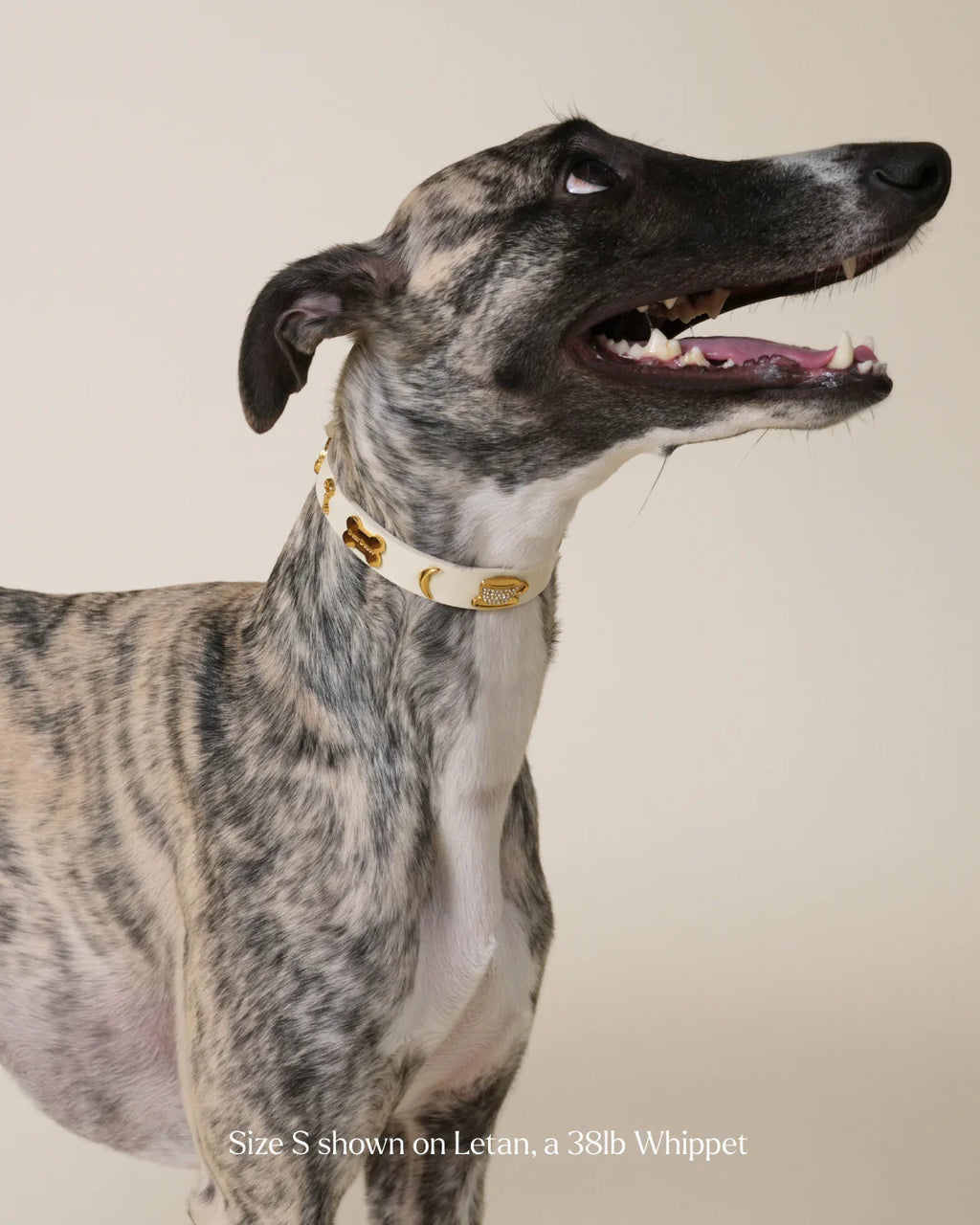 Couch Potato Collar