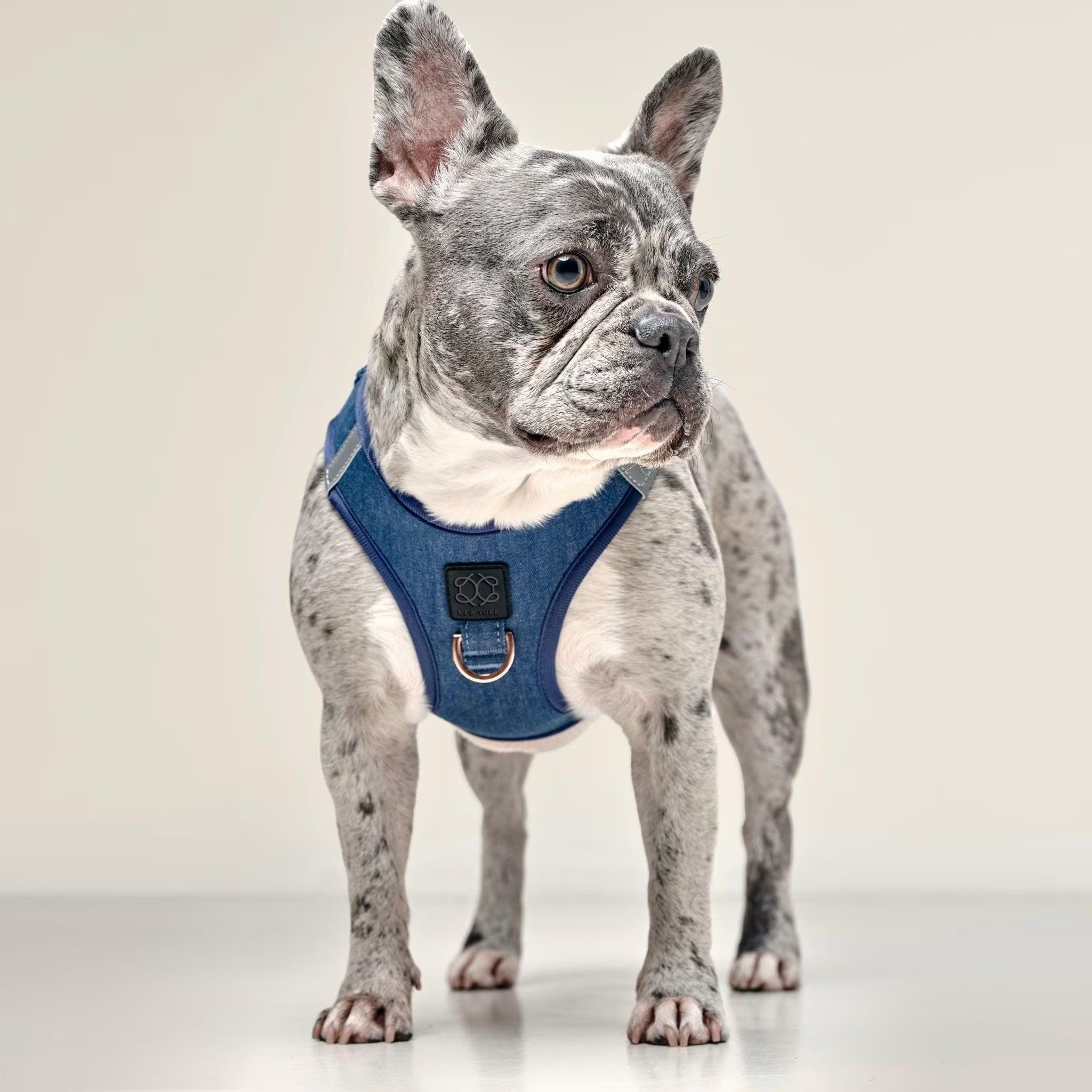 Soho Dog Walking Set - Denim