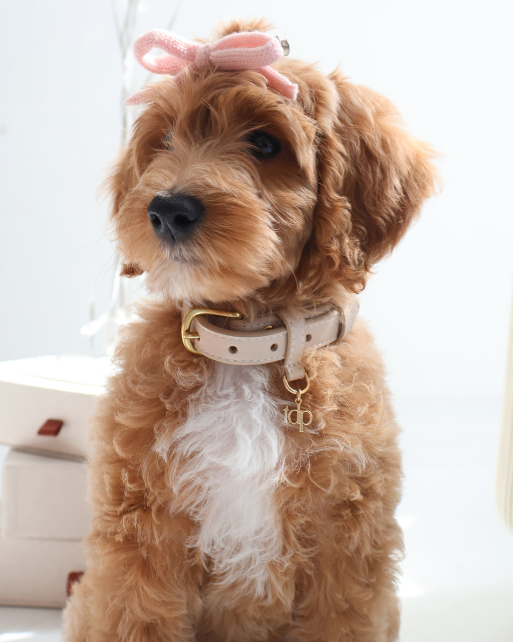 BEVERLY COLLAR