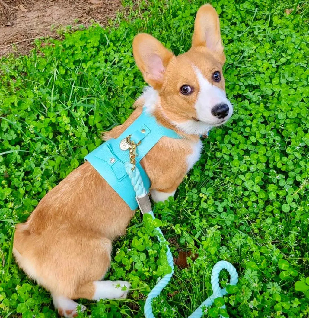 Handcrafted Leather Harness