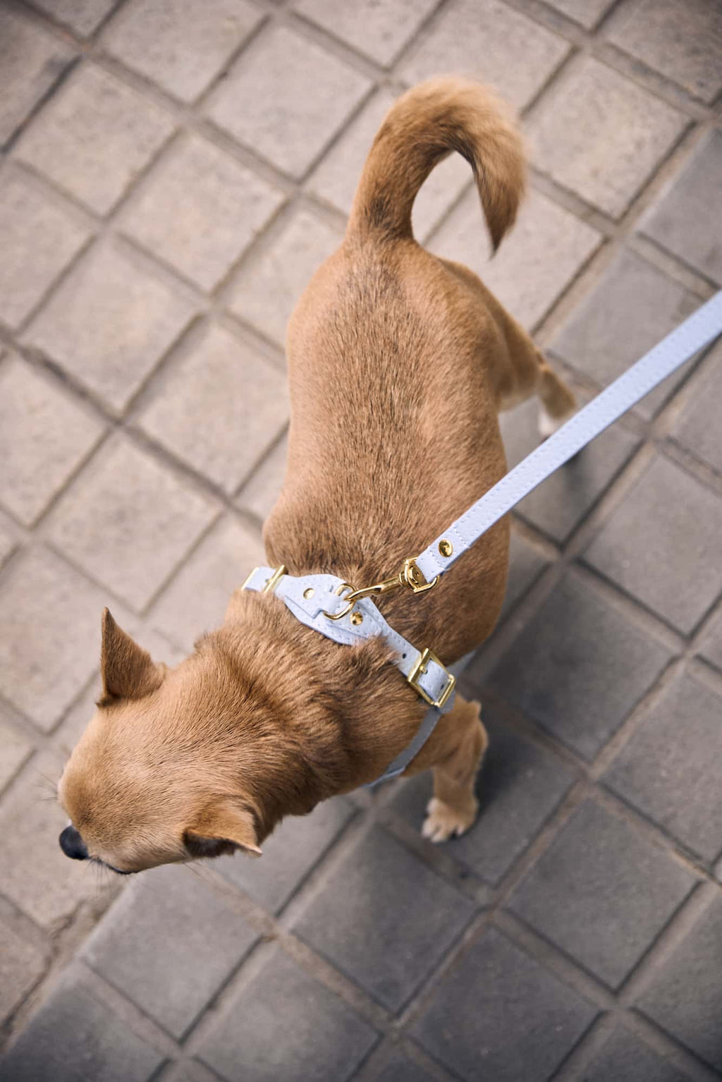 Sky Blue Leather Juno Dog Lead