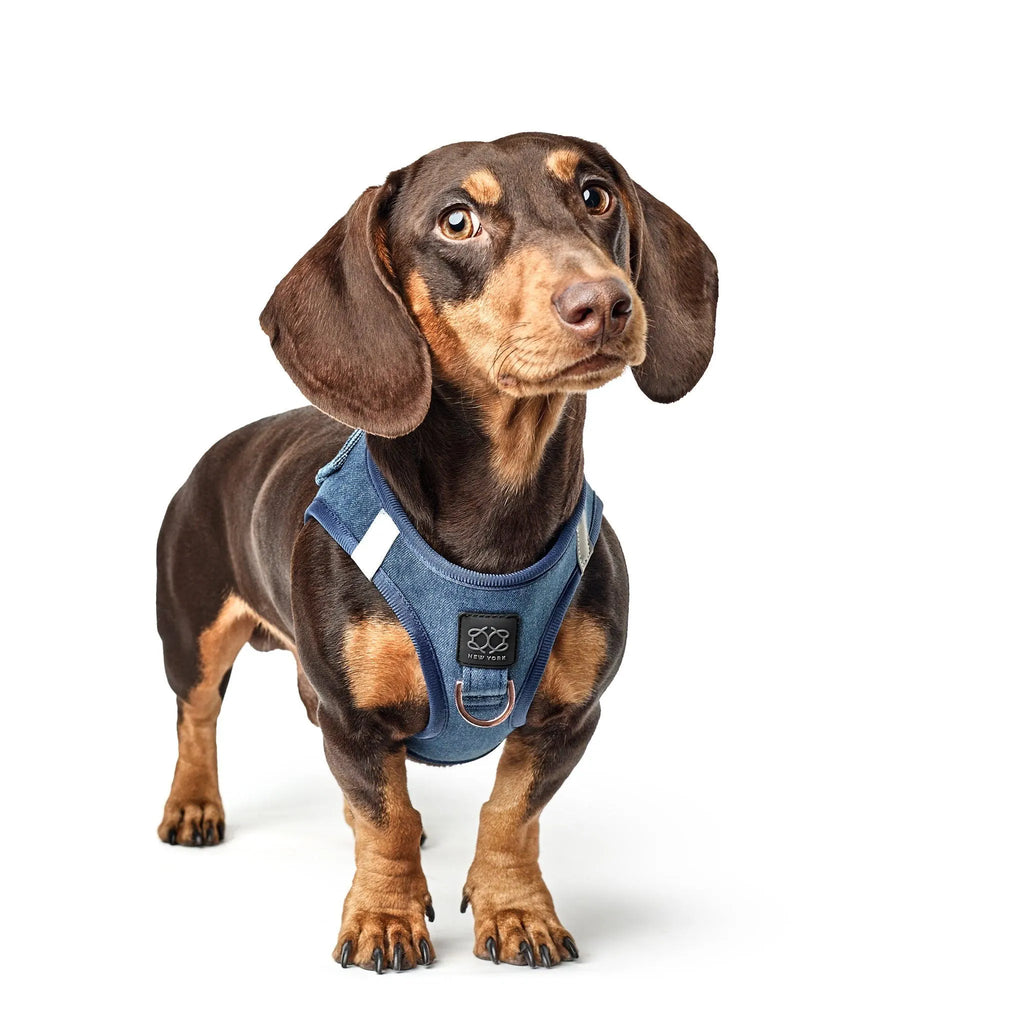 Soho Dog Walking Set - Denim