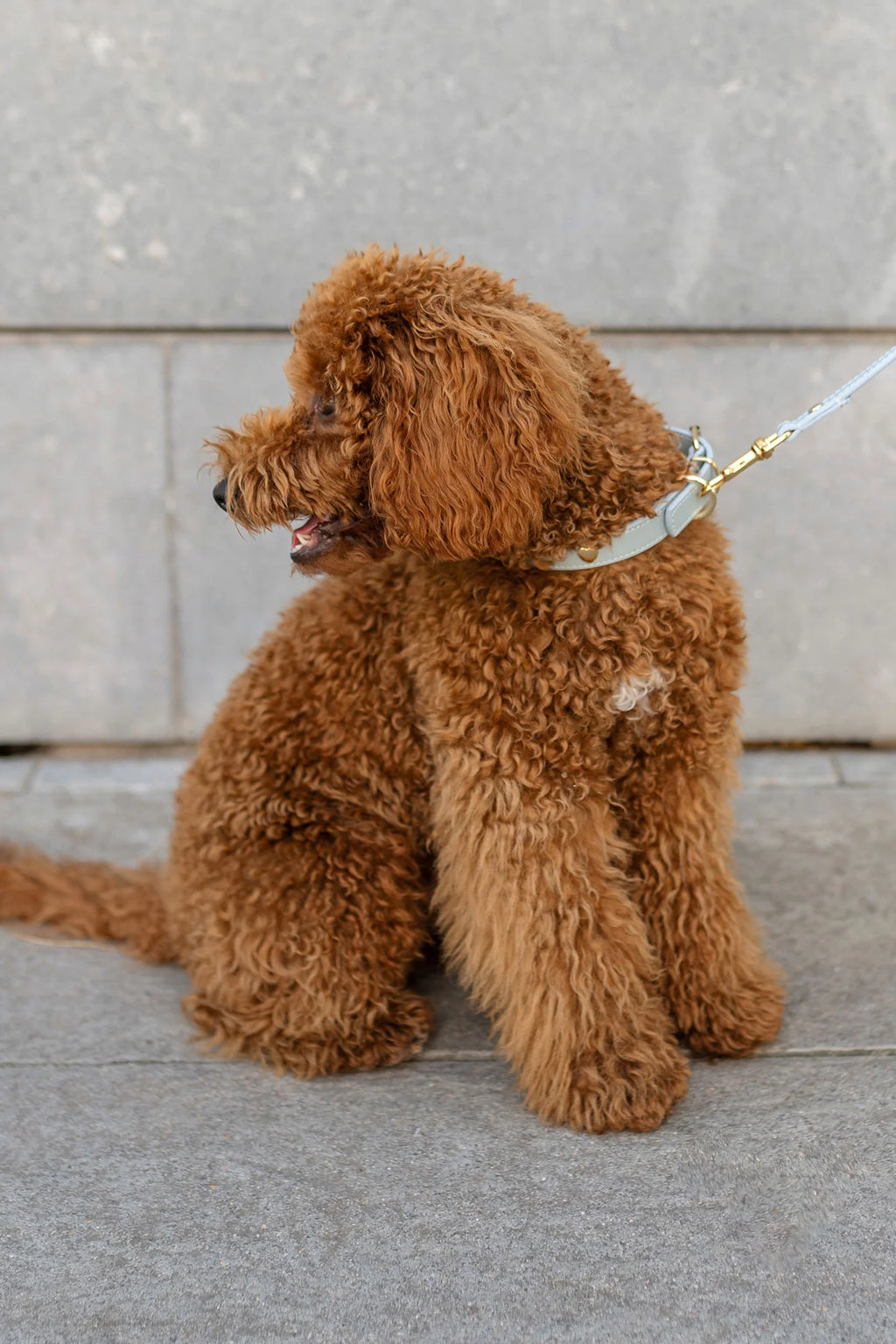 Sky Blue Leather Nara Dog Collar
