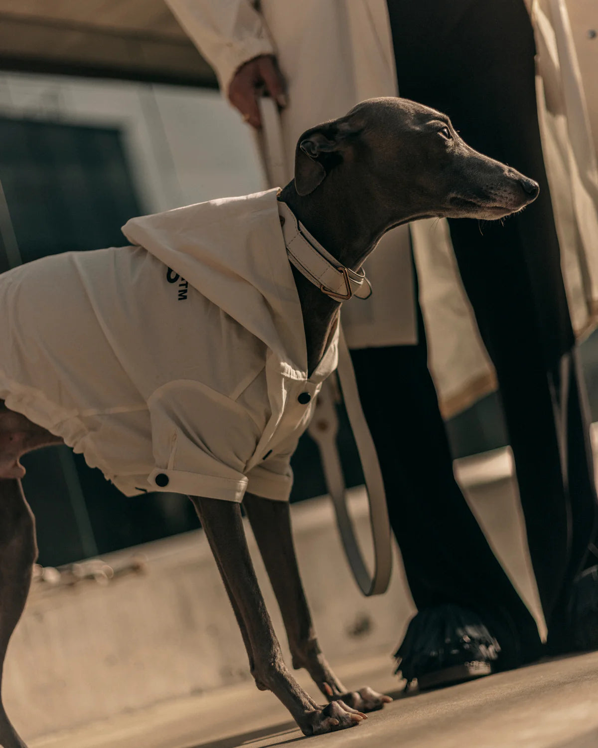 Logo Light Dog Coat - OYSTER