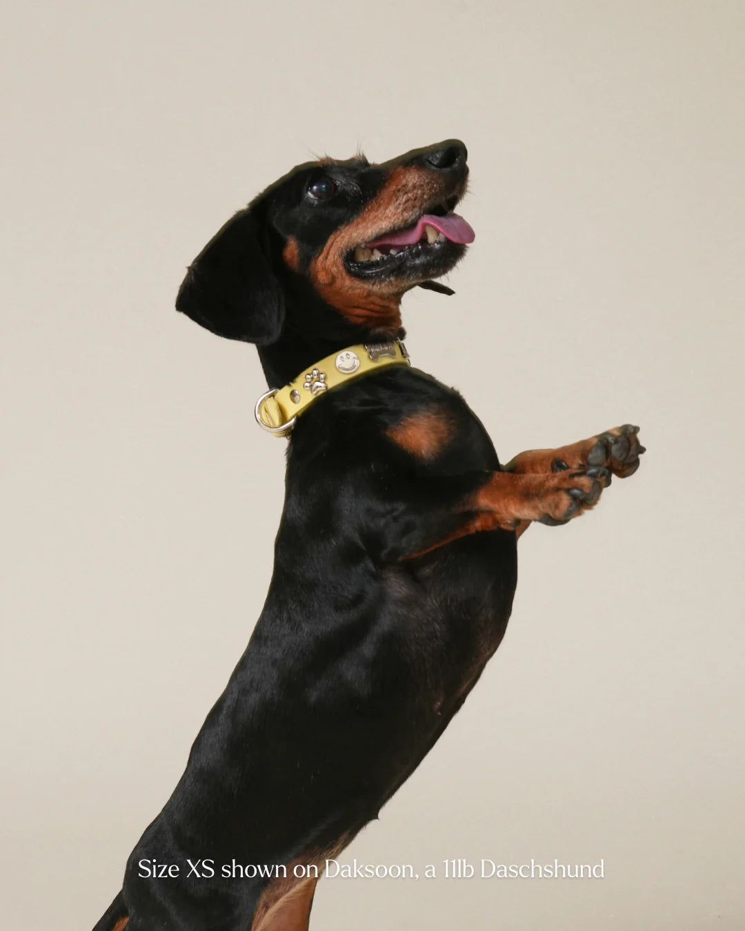 Social Butterfly Collar