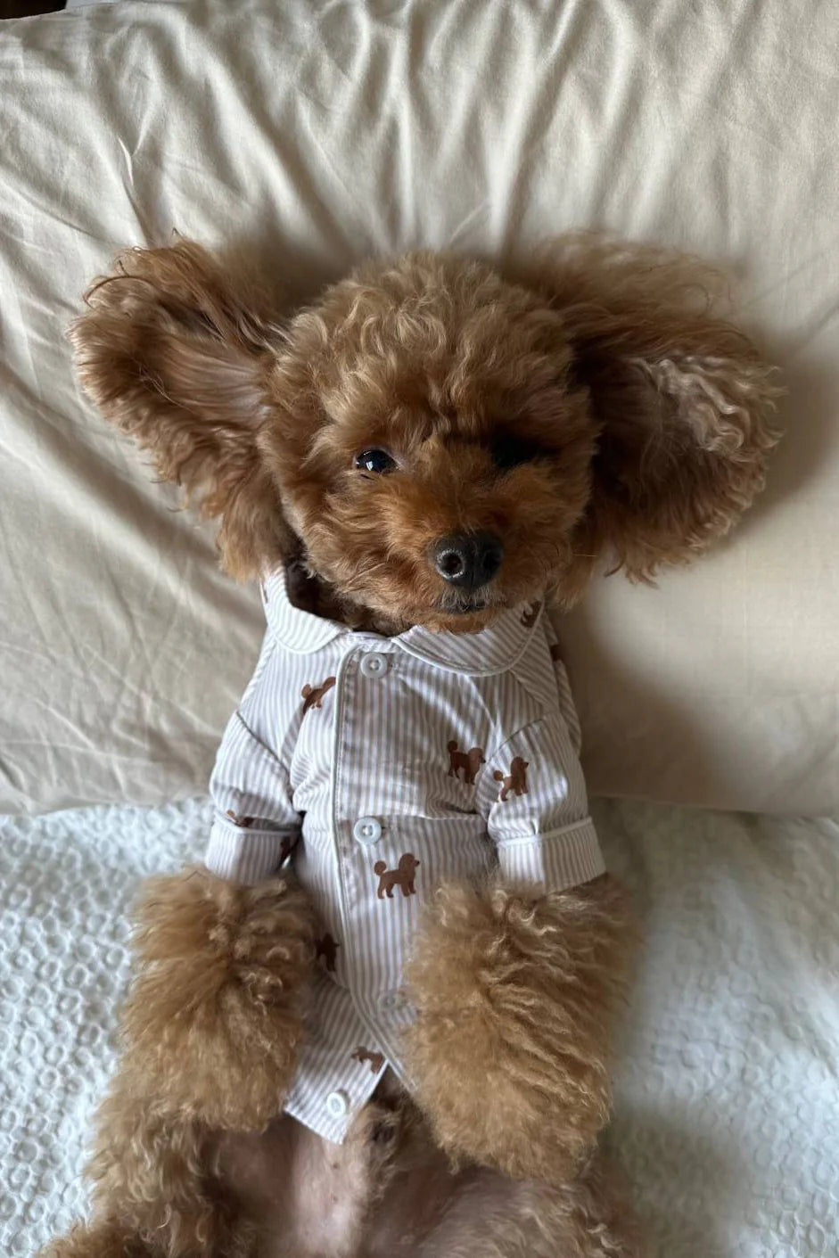 Doodle Dog Pajama Shirt – Brown & White