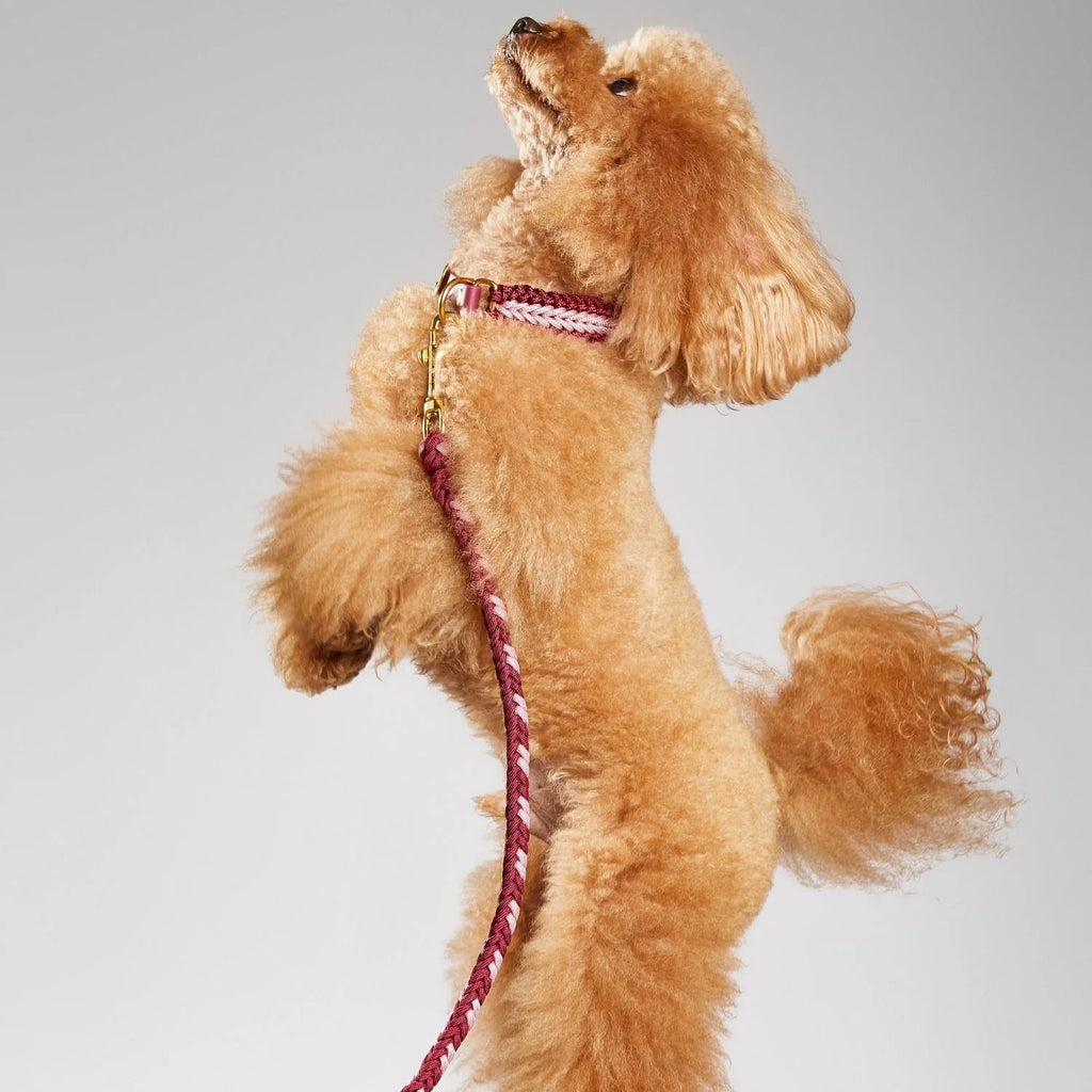 Ruby Rose Collar - Catalina