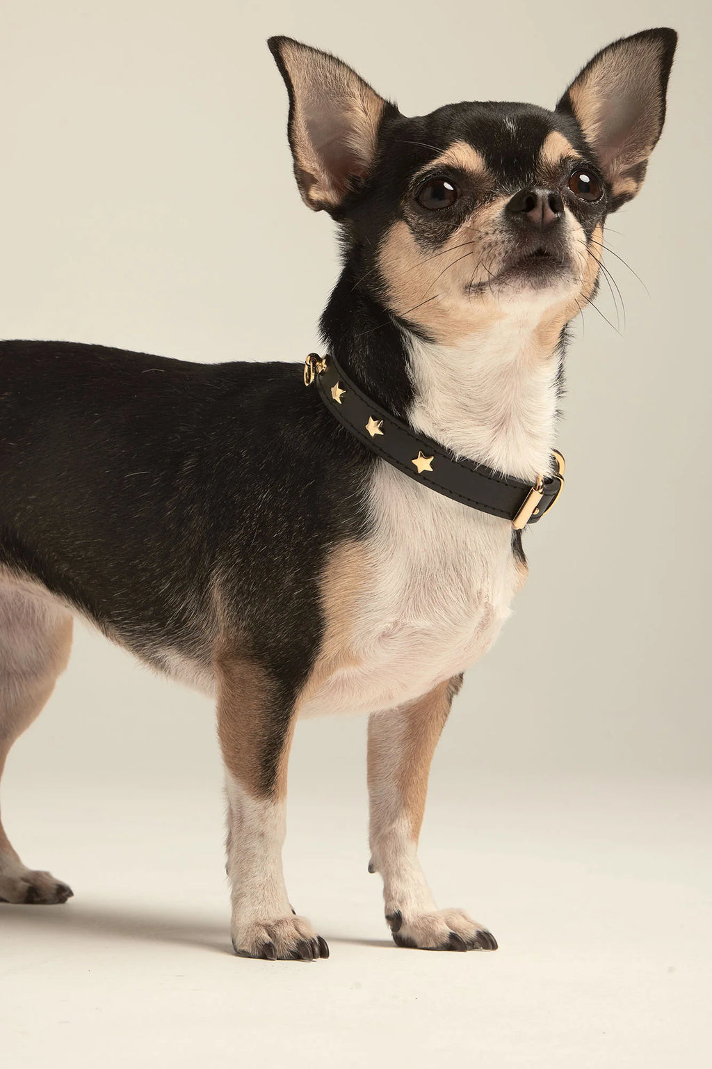Black Leather Nara Toy Dog Collar