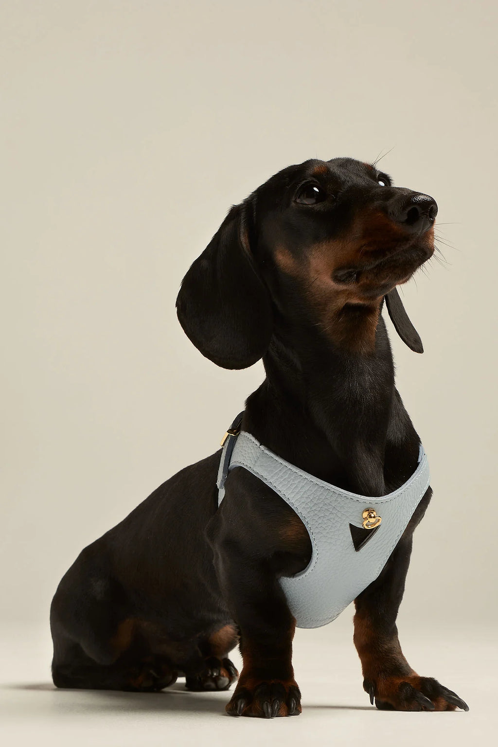 Sky Blue Juno Harness