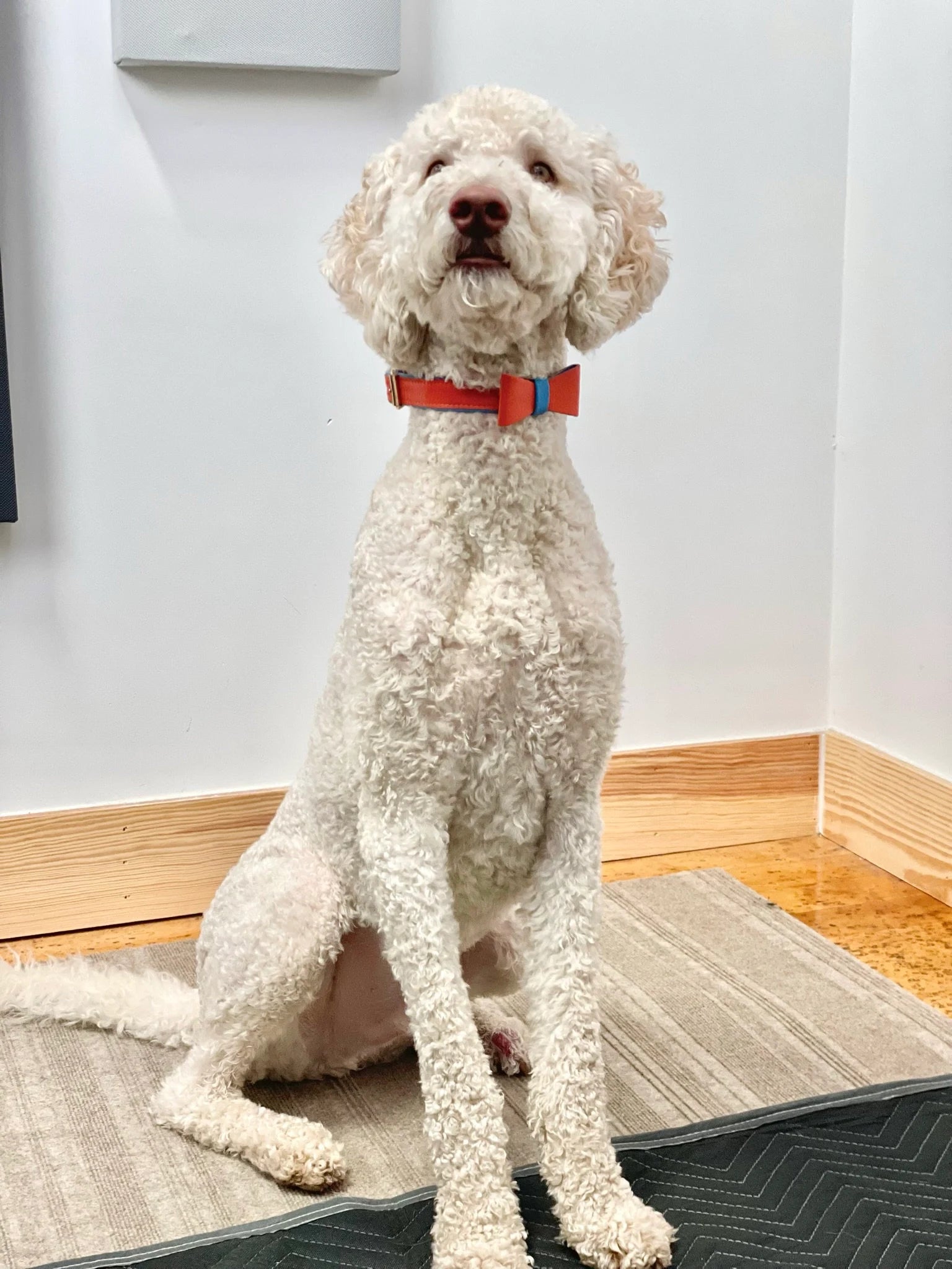 Handcrafted Leather Dog Collar