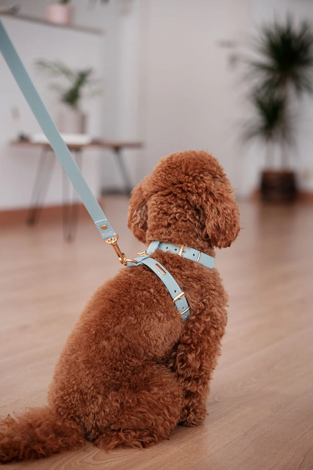 Sky Blue Leather Nara Dog Lead