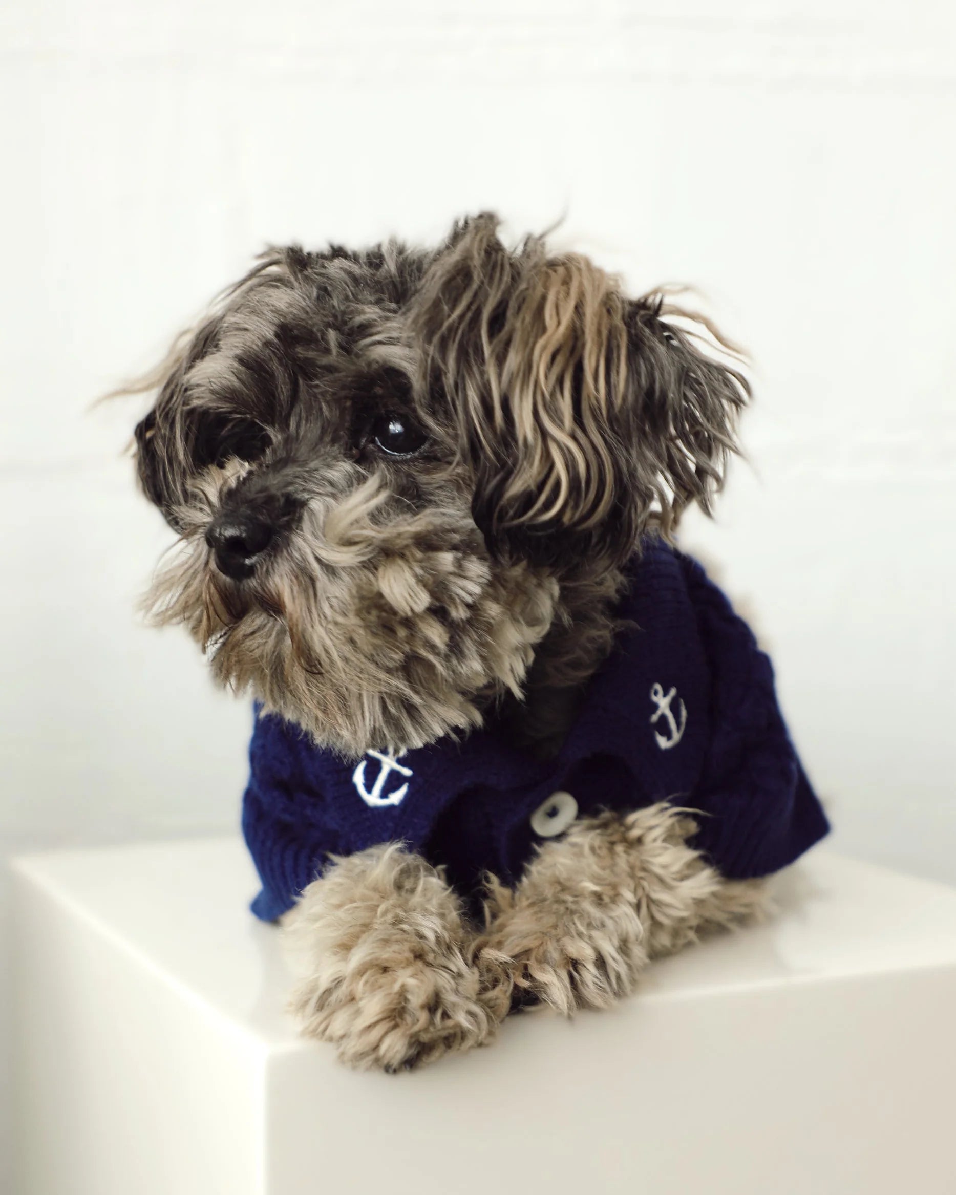 Little Skipper Navy Cable Knit Polo Sweater