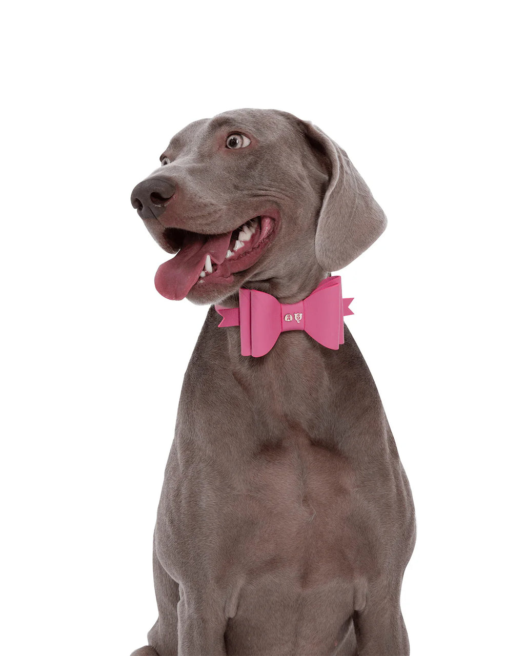 The Pink Bow Dog Collar 