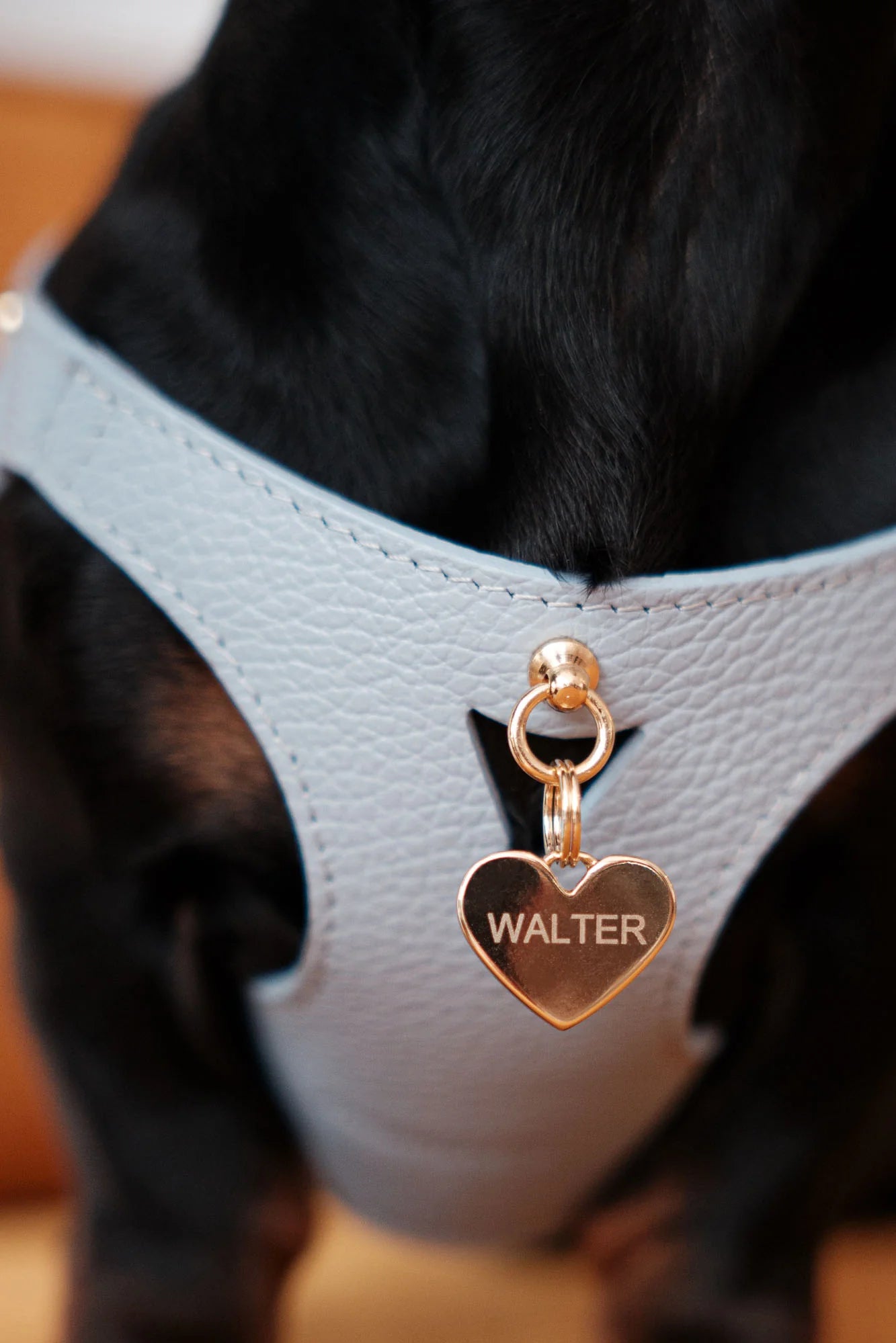 Sky Blue Juno Harness
