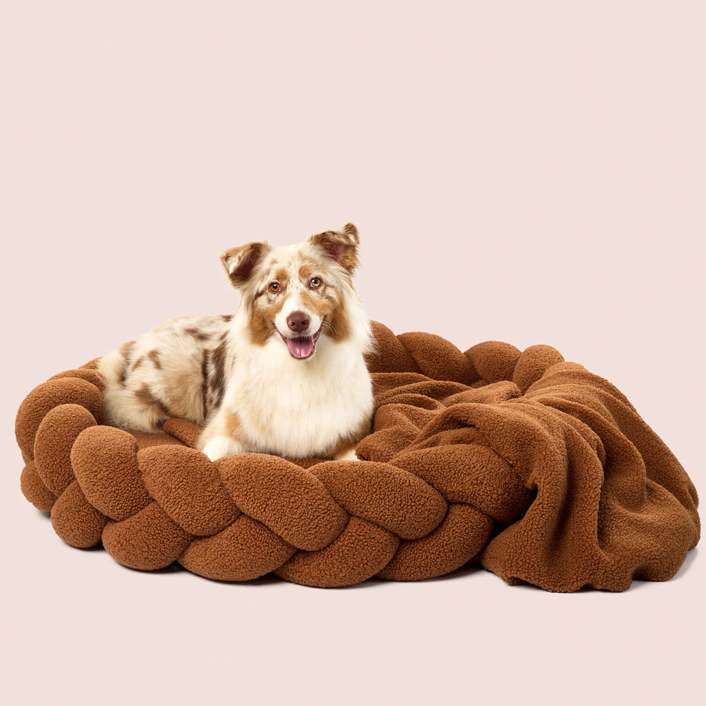 Chestnut Teddy