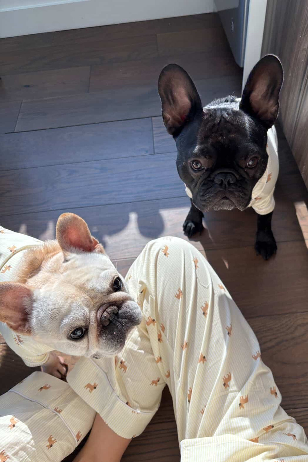 Frenchie Dog Pajama Shirt – Yellow & White