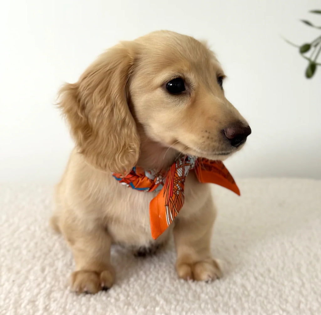 Dog Collar Twilly Paris - Orange