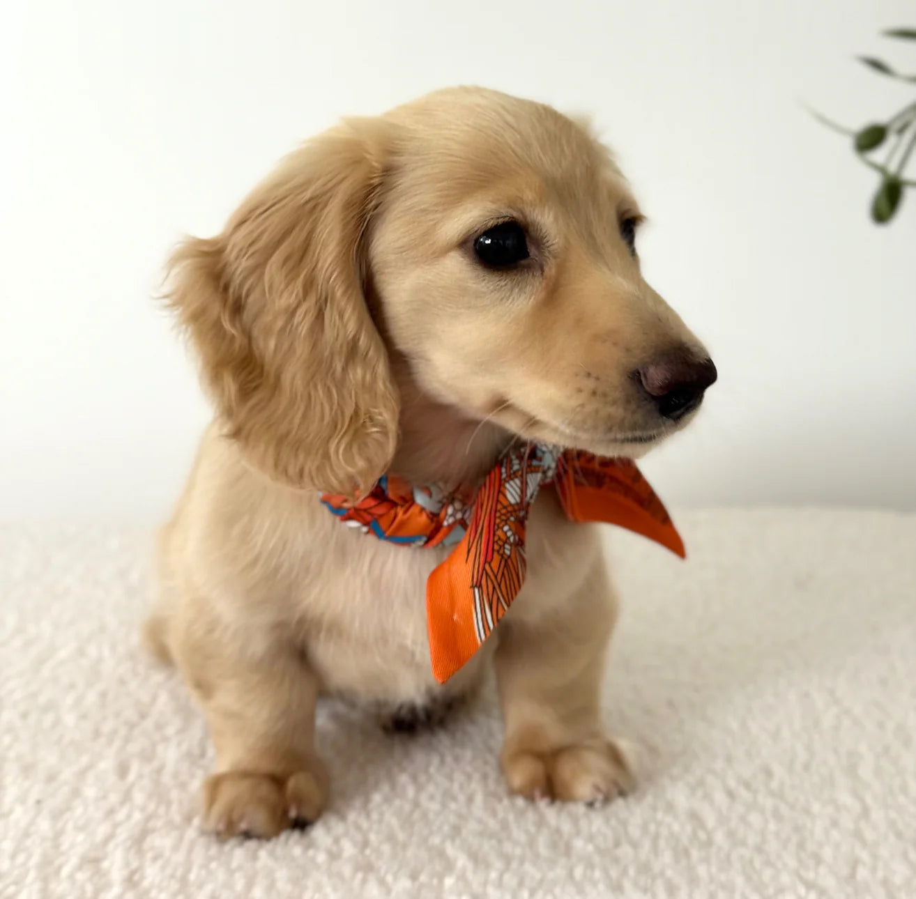 Dog Collar Twilly Paris - Orange