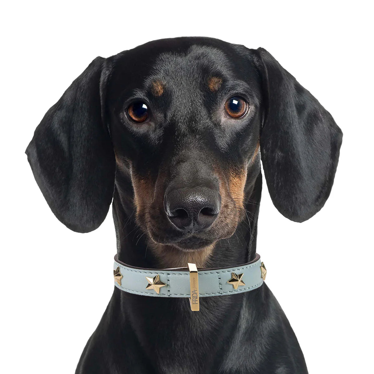 Stud Star Collar Cloud