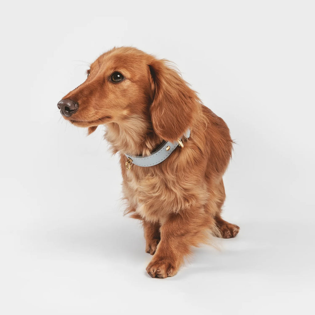 Sky Blue Leather Juno Dog Collar