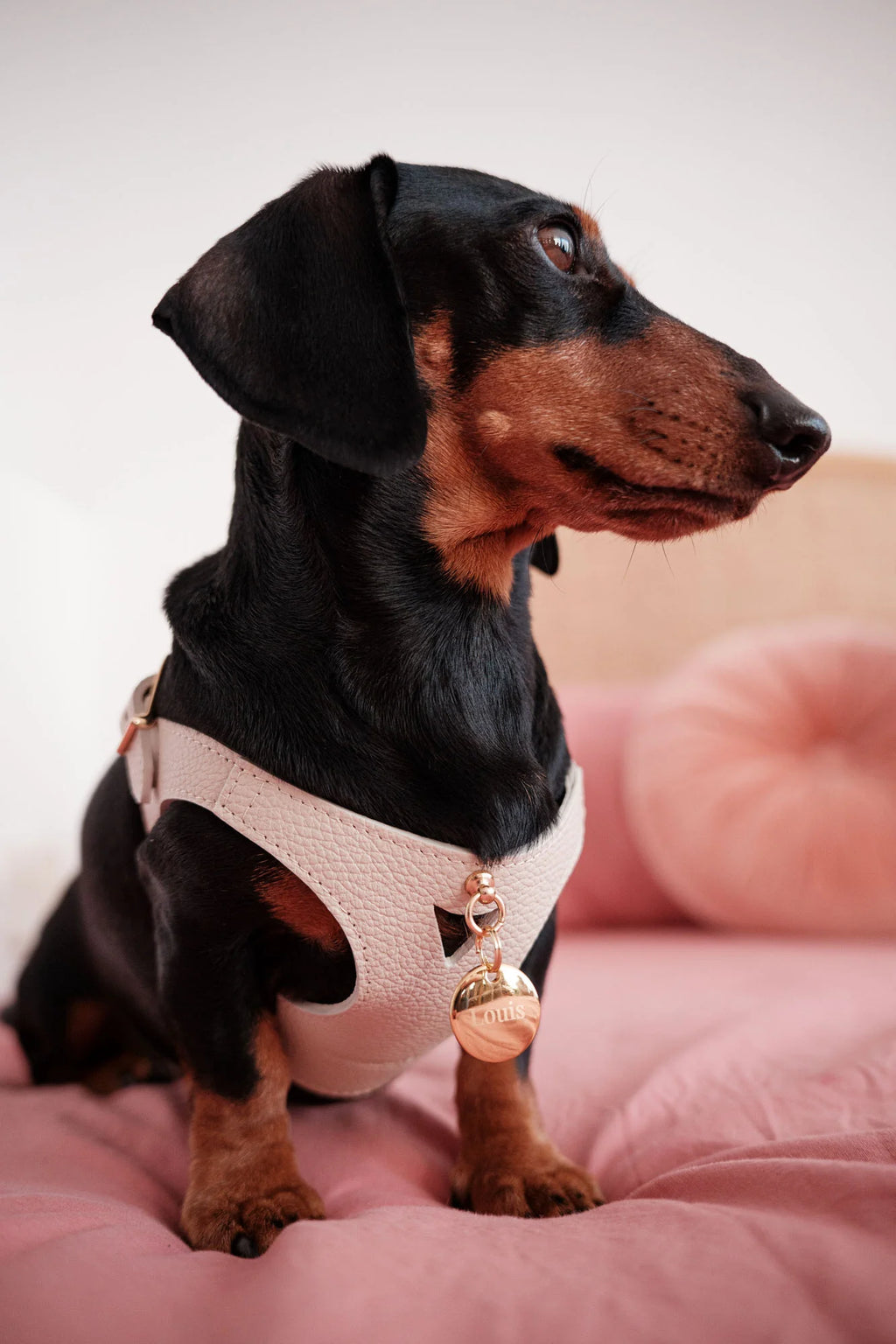 White Leather Juno Dog Harness