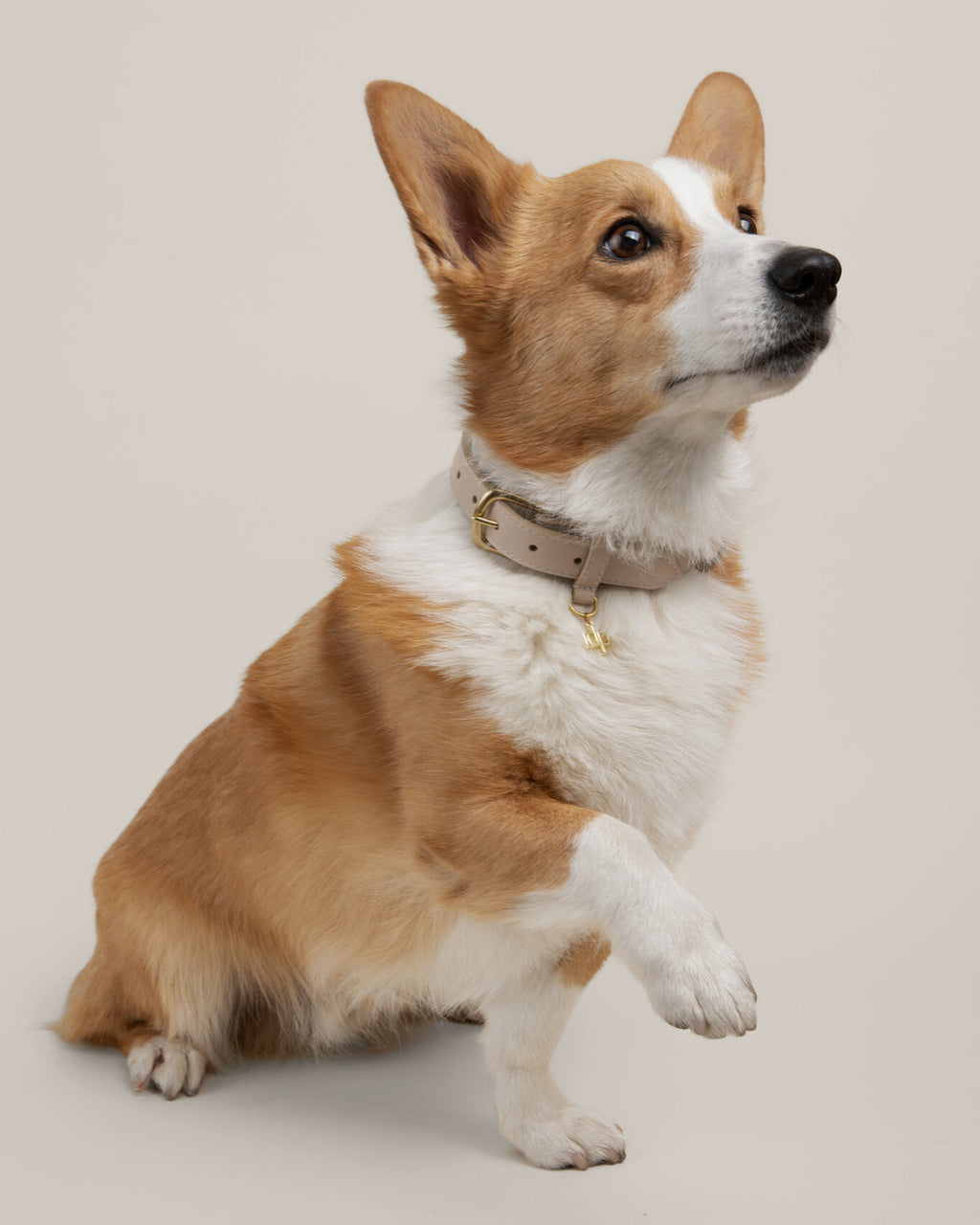 BEVERLY COLLAR