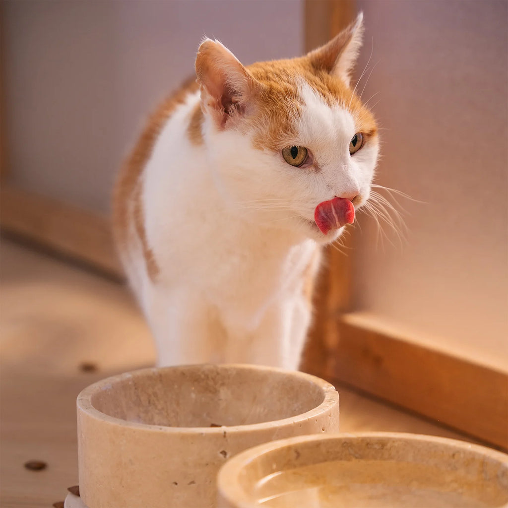 The Travertine Pet Bowl Set