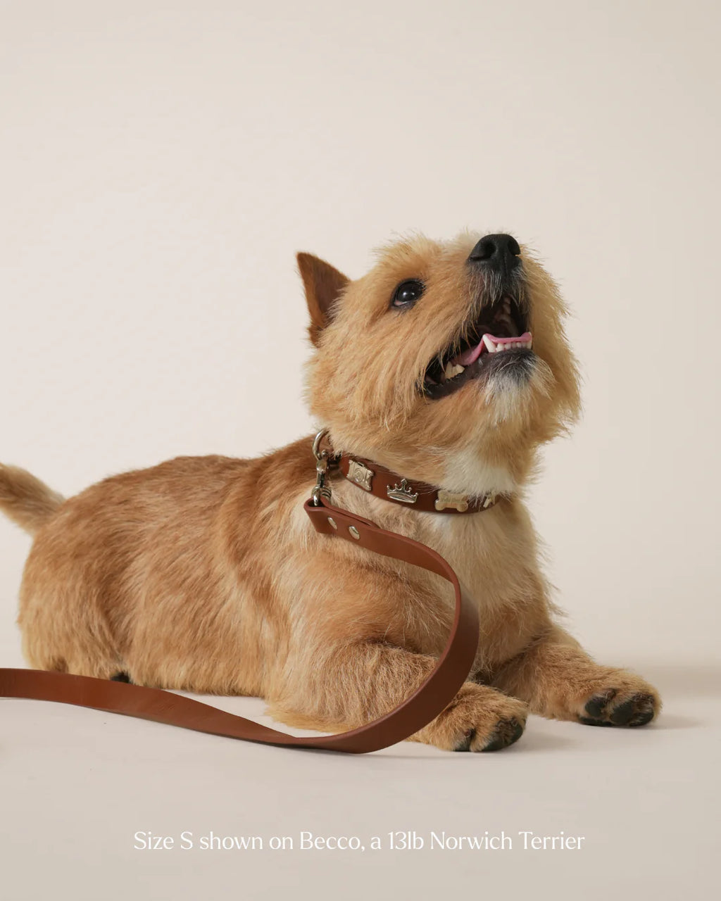 Boss Collar