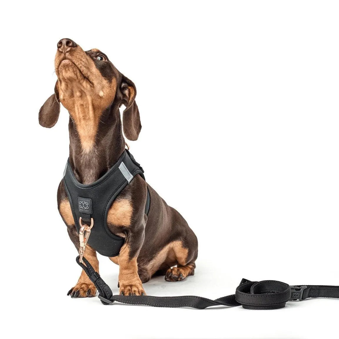 Soho Dog Walking Set - Black