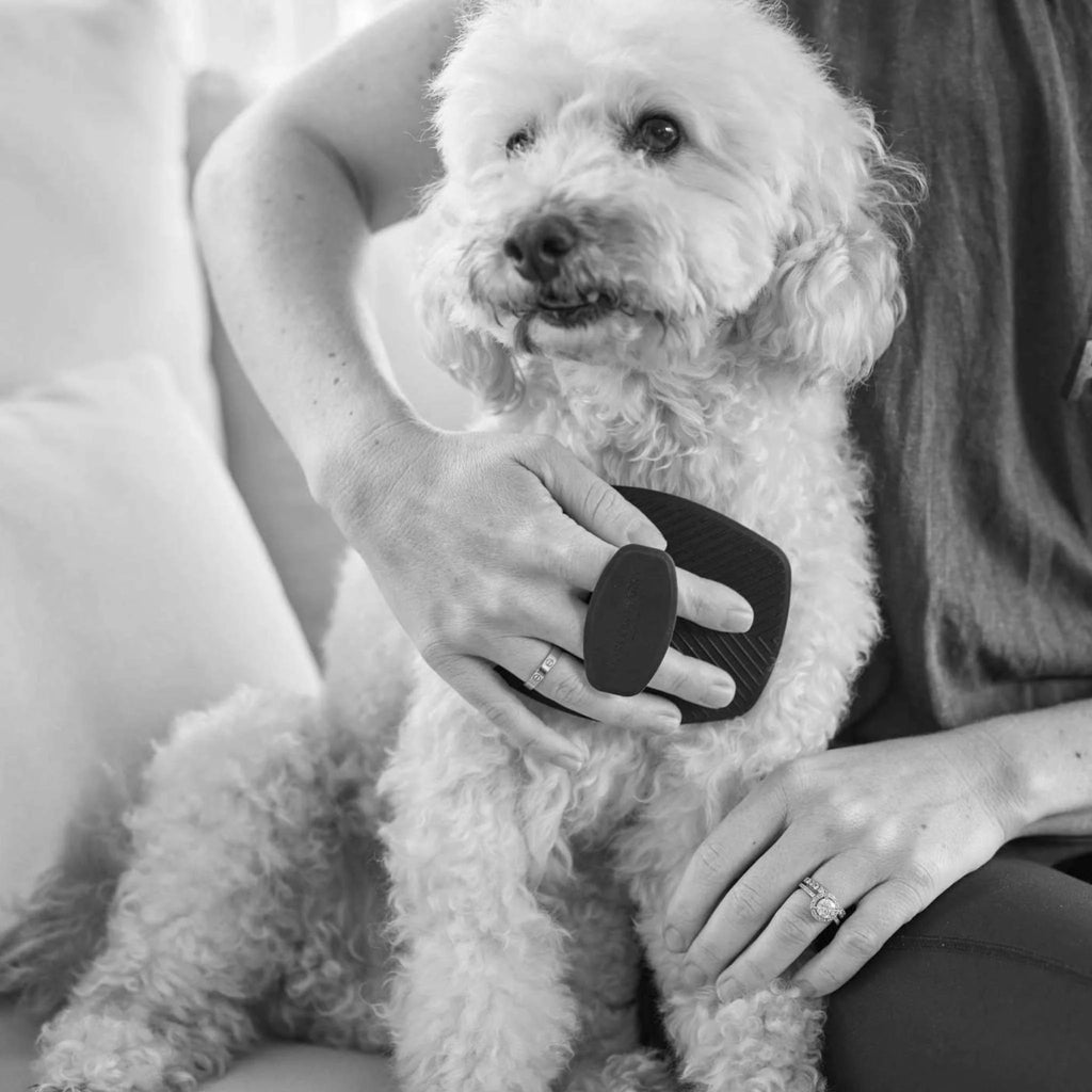 The Bougie-Est Dog Bundle