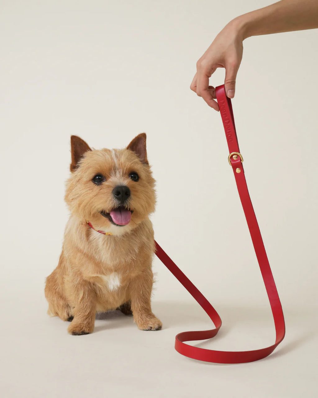 Foodie Leash