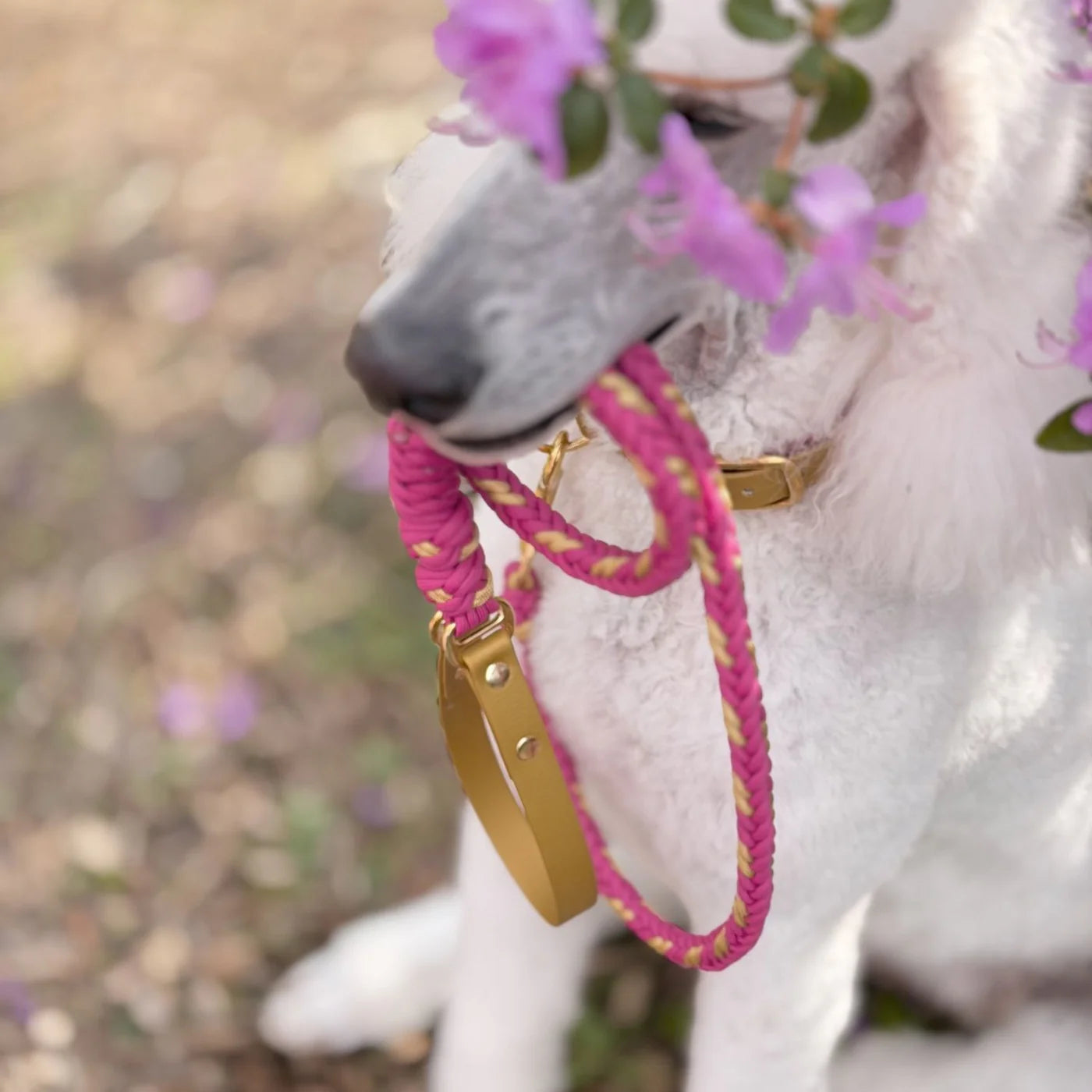 Valentina Rosé Pink Leash