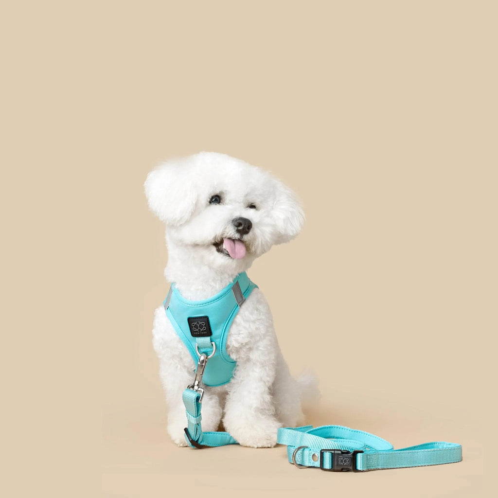 Soho Dog Walking Set - Fifth Avenue