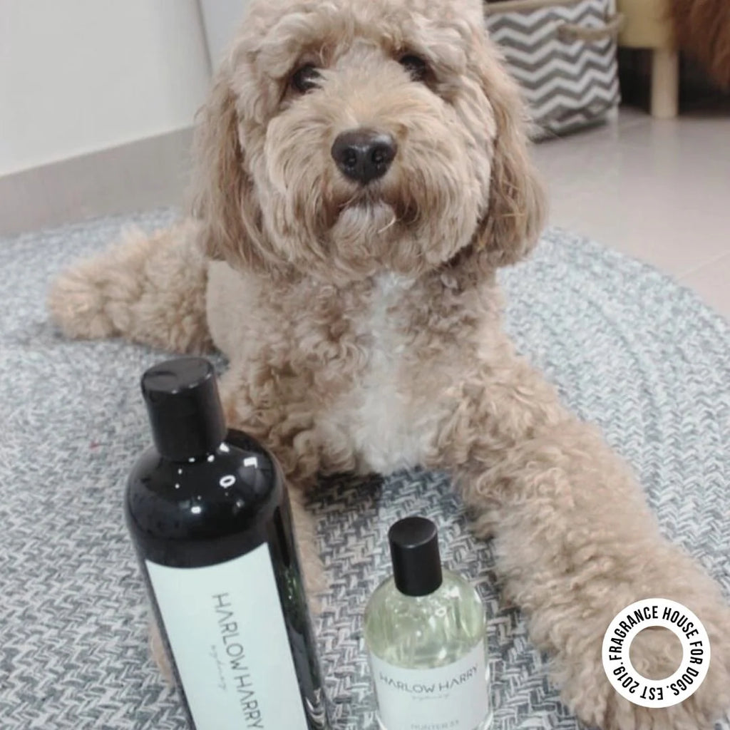 Conditioning Shampoo | Hunter 33