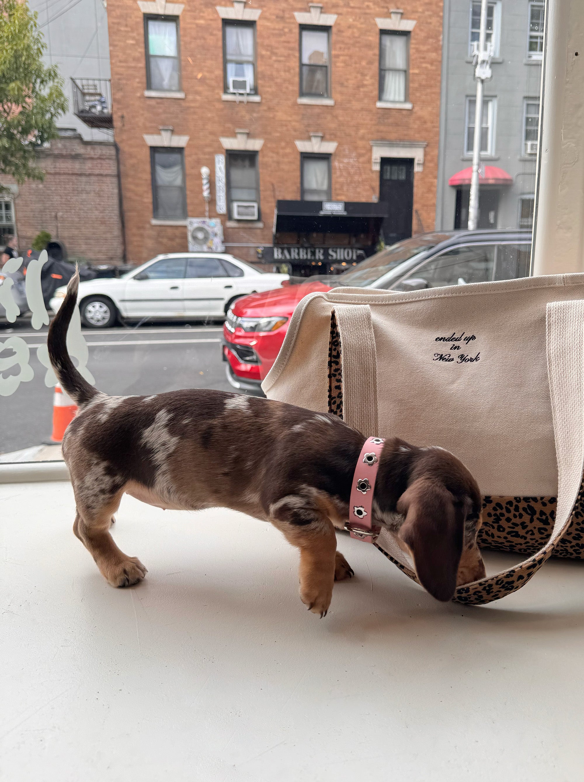 Audrey - Flower Power Collar