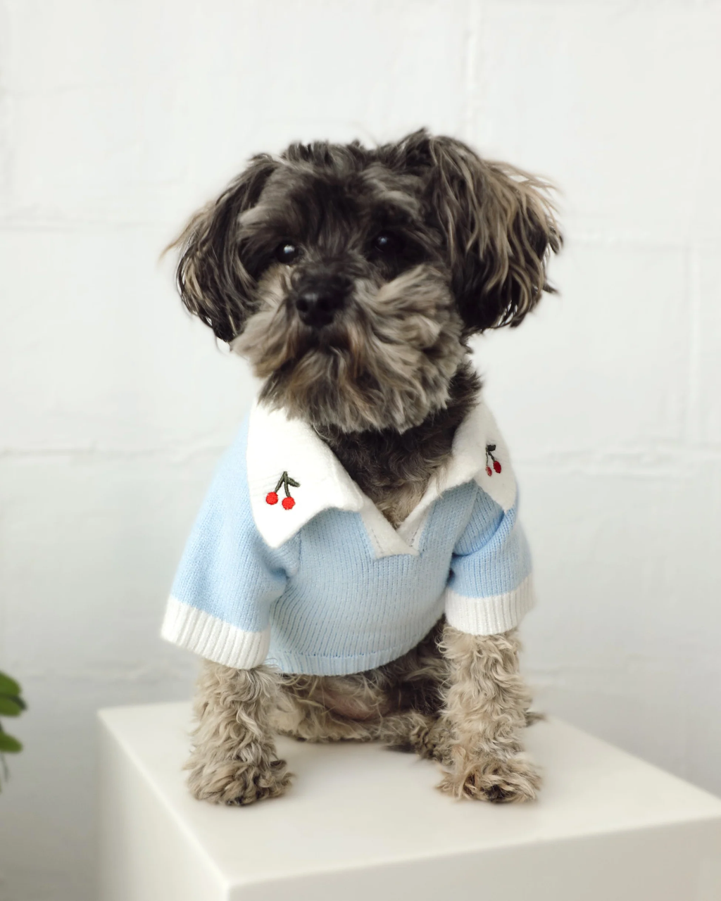 Cherry on Top Light Blue Polo Dog Sweater