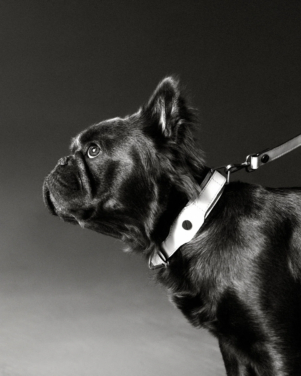 Classique Collar - BLANC