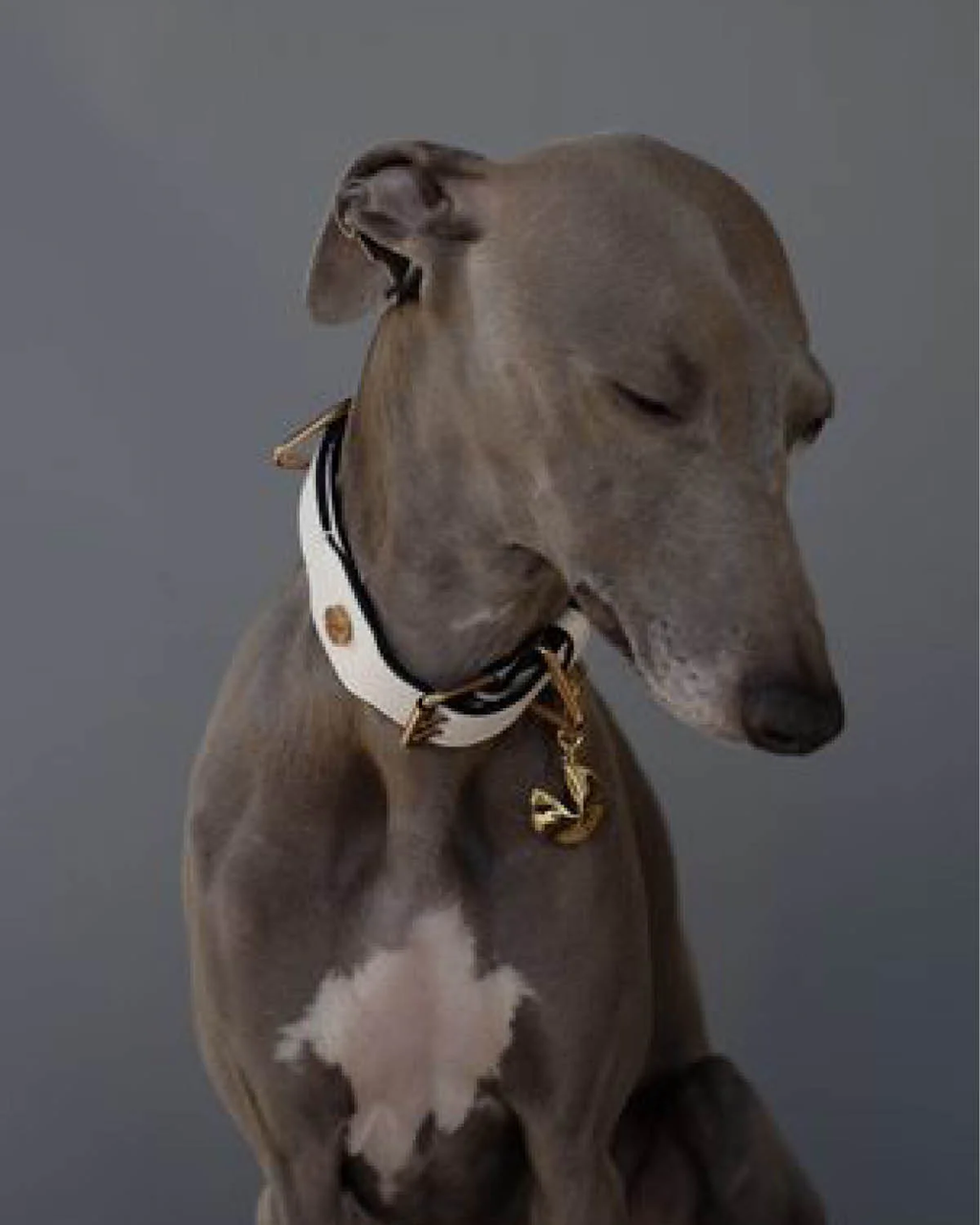 Classique Collar - BLANC