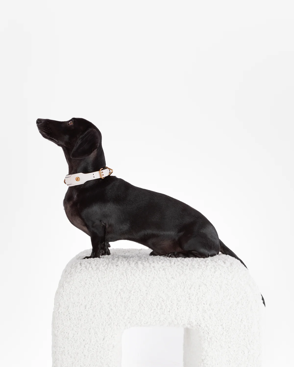 Classique Collar - BLANC