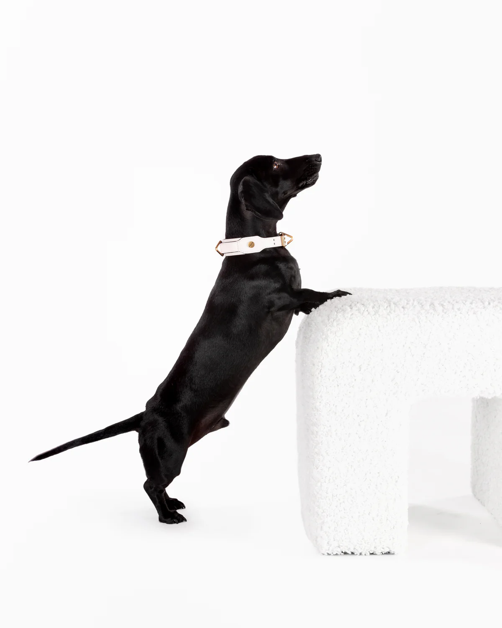 Classique Collar - BLANC