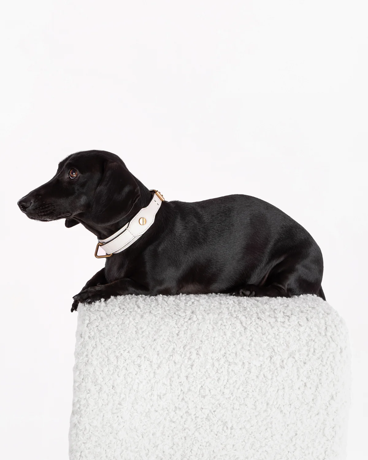 Classique Collar - BLANC