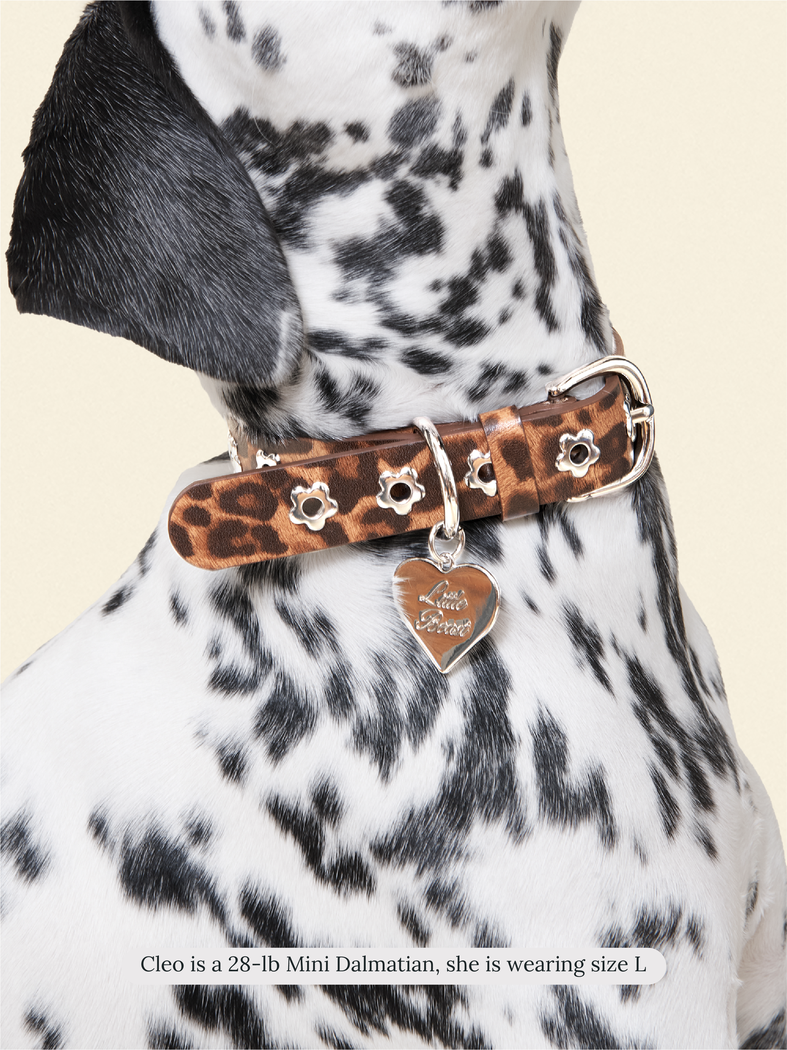 Cougar - Flower Power Collar