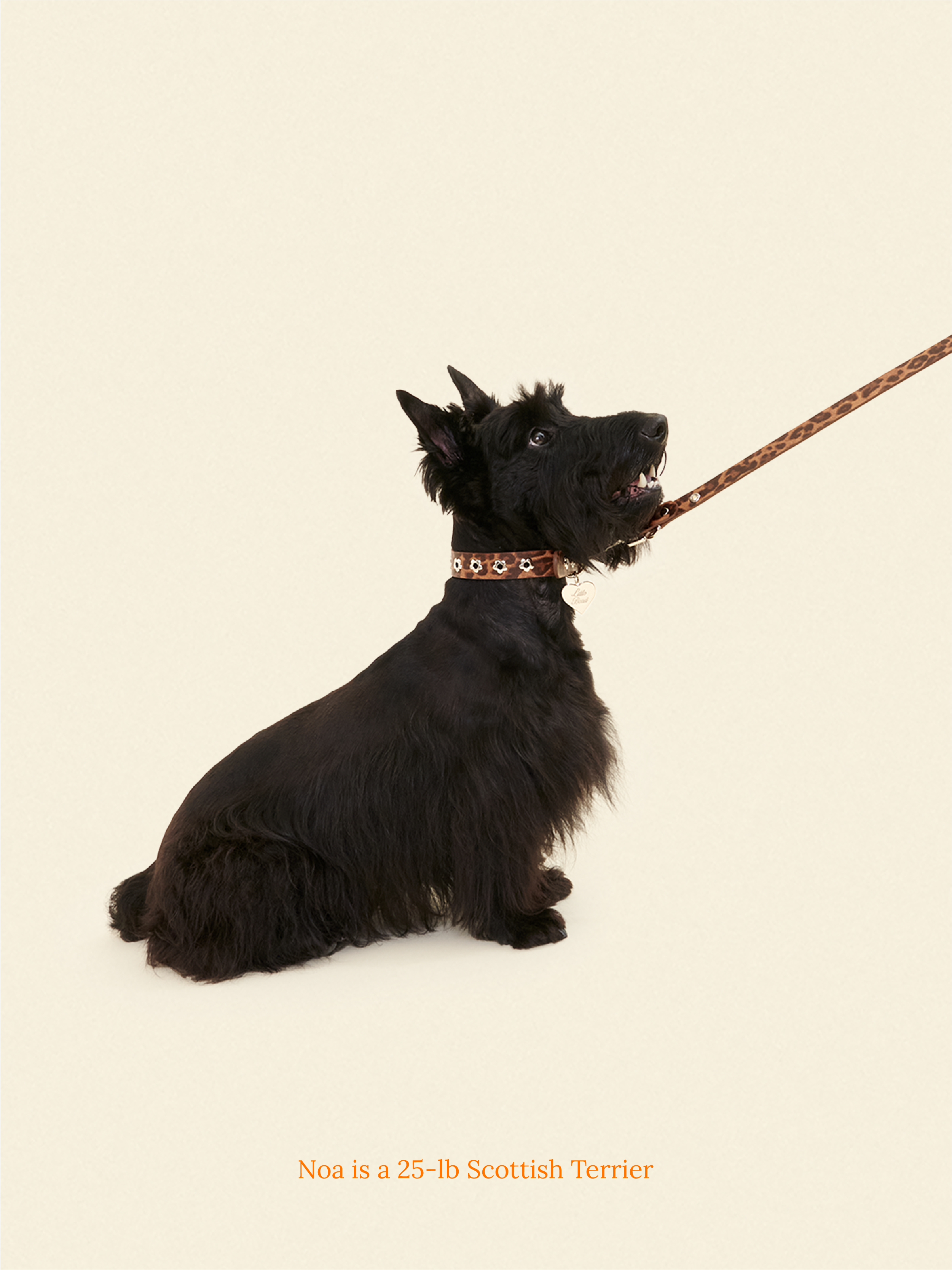 Cougar - Flower Power Leash