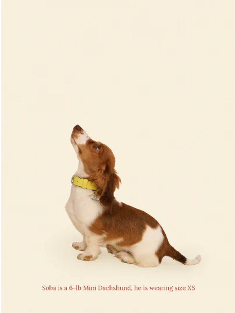 Cowboy Collar - Olive