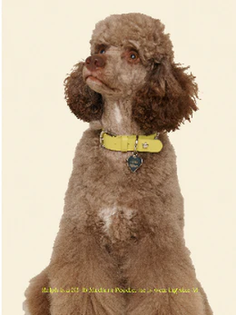 Cowboy Collar - Olive