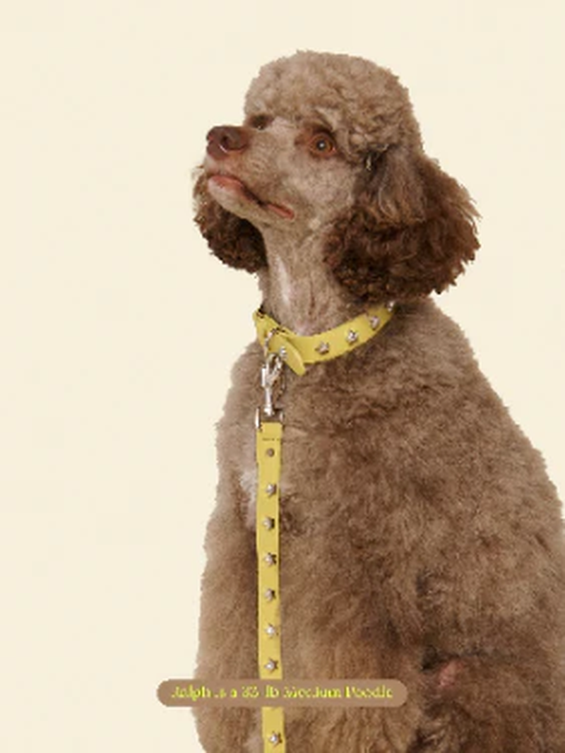 Cowboy Leash - Olive