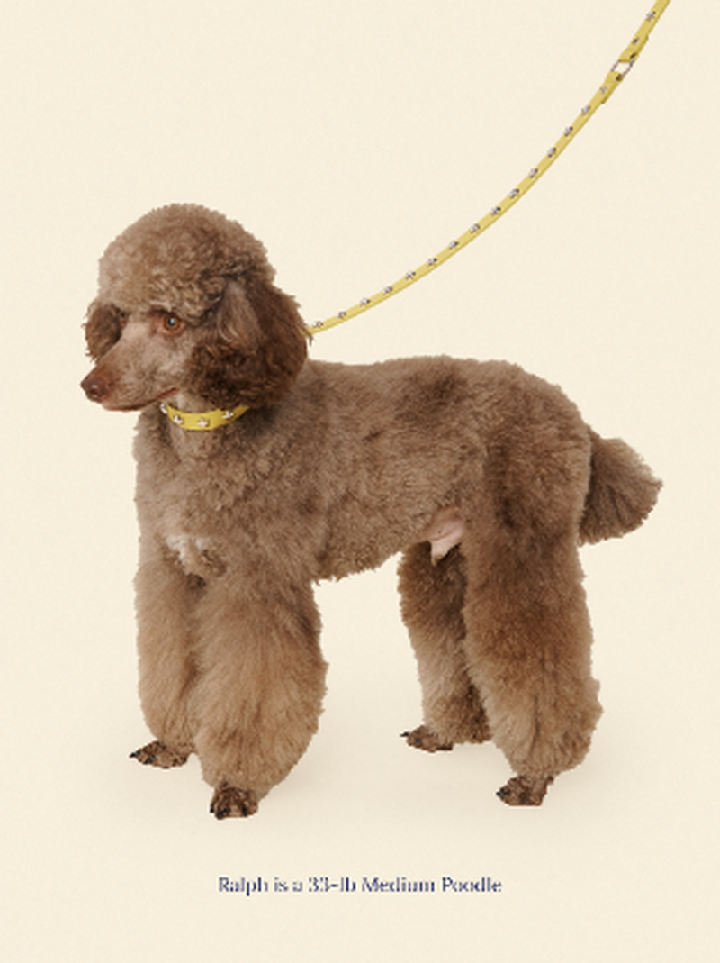 Cowboy Leash - Olive