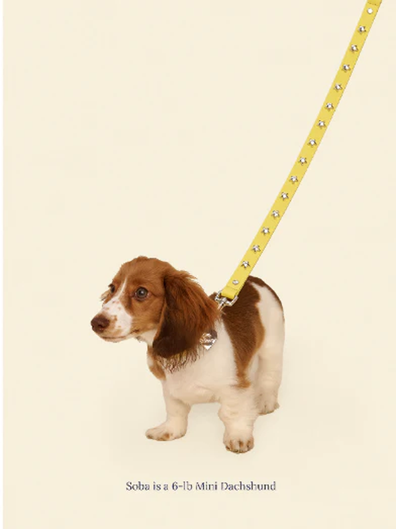 Cowboy Leash - Olive